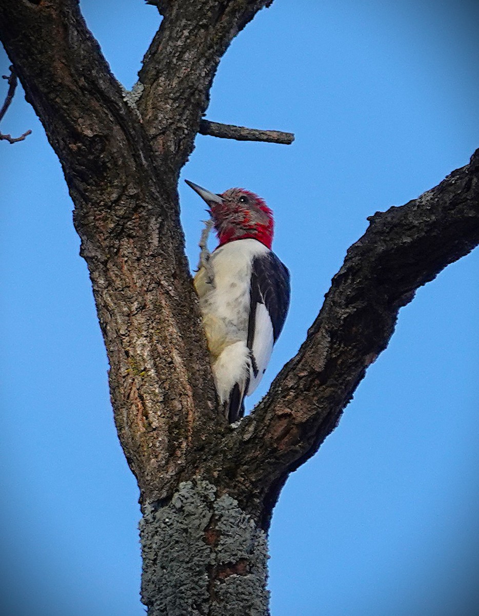 rødhodespett - ML646759441