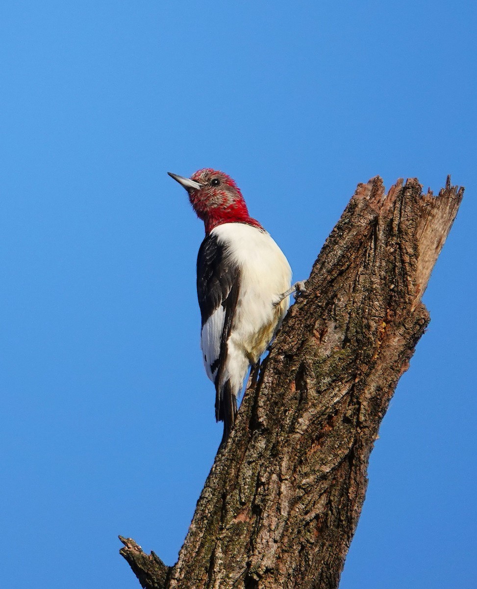 rødhodespett - ML646759442