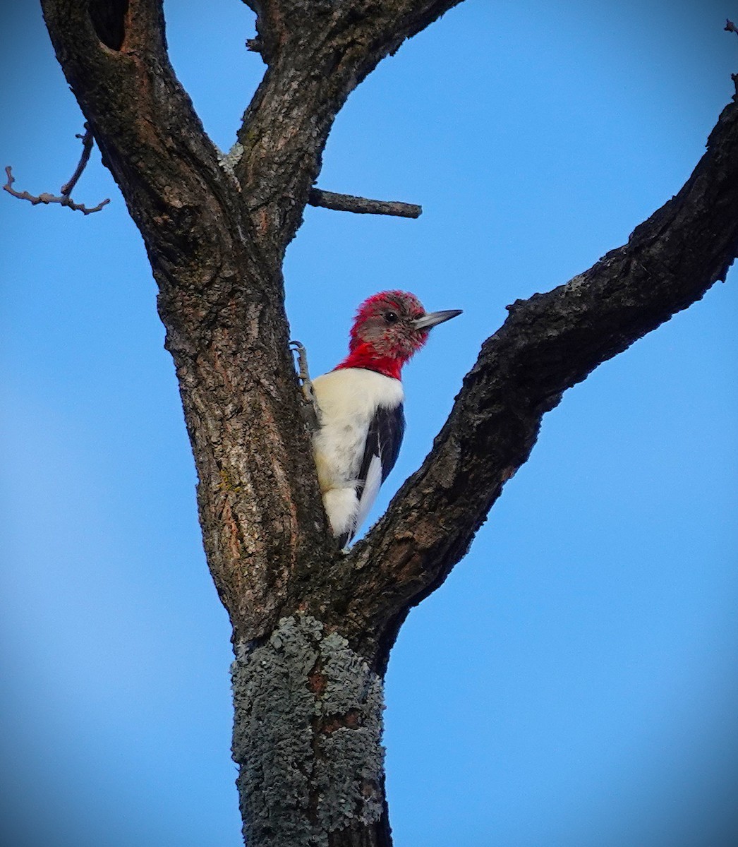 rødhodespett - ML646759443