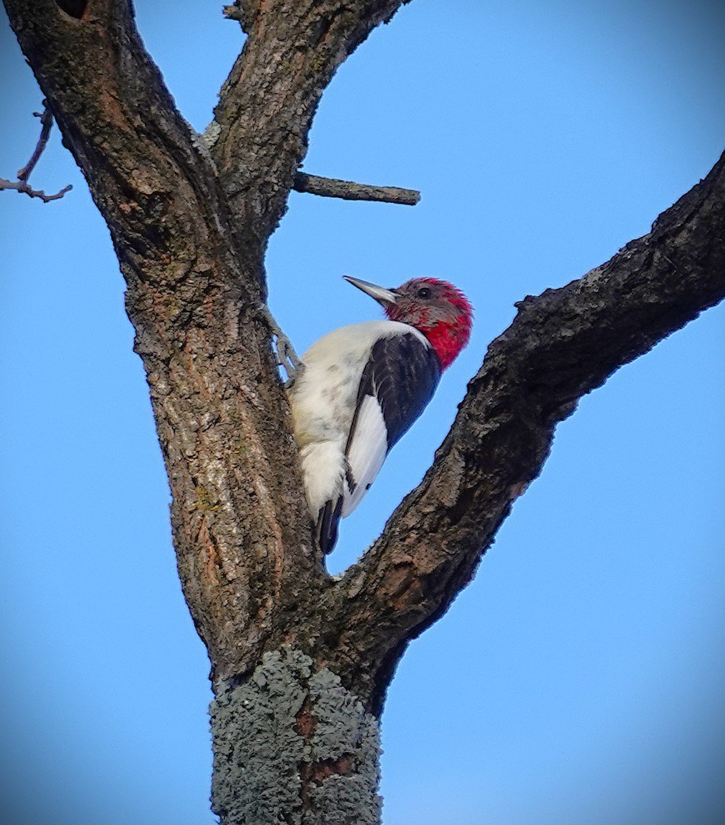 rødhodespett - ML646759444