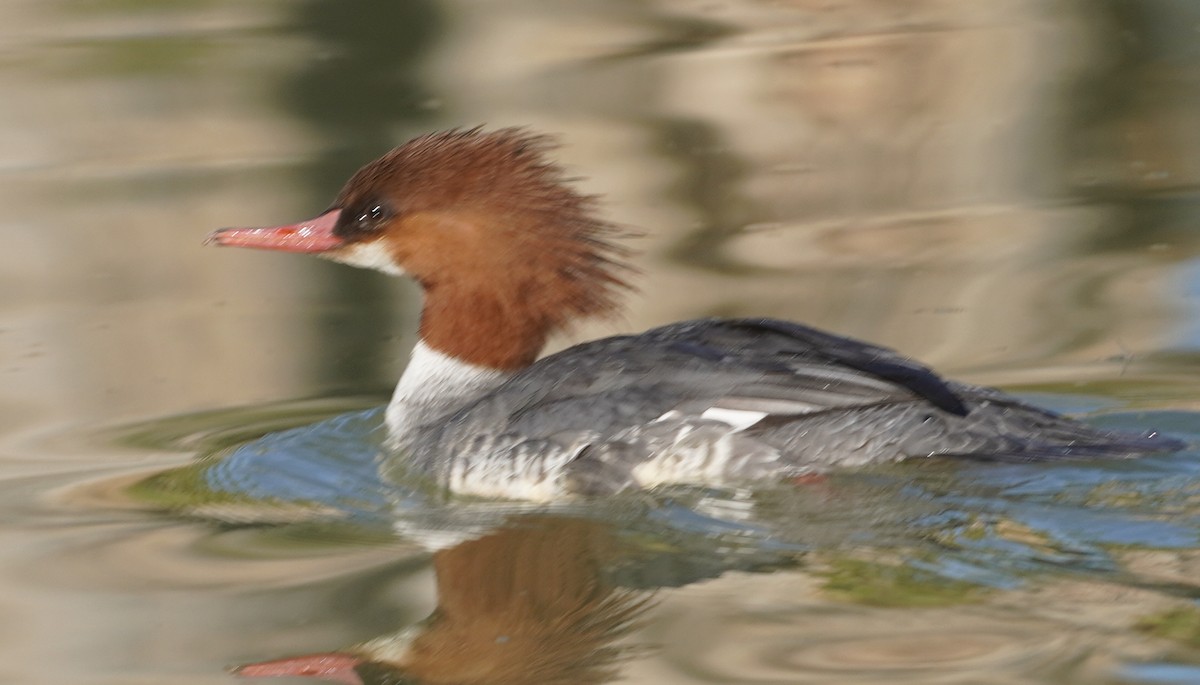 カワアイサ - ML646759447