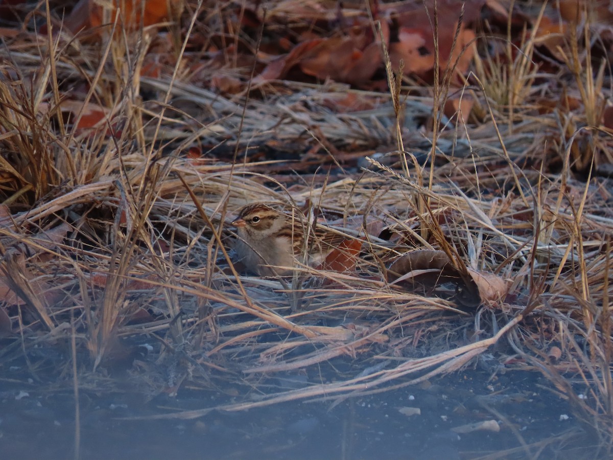 Chipping Sparrow - ML646759448
