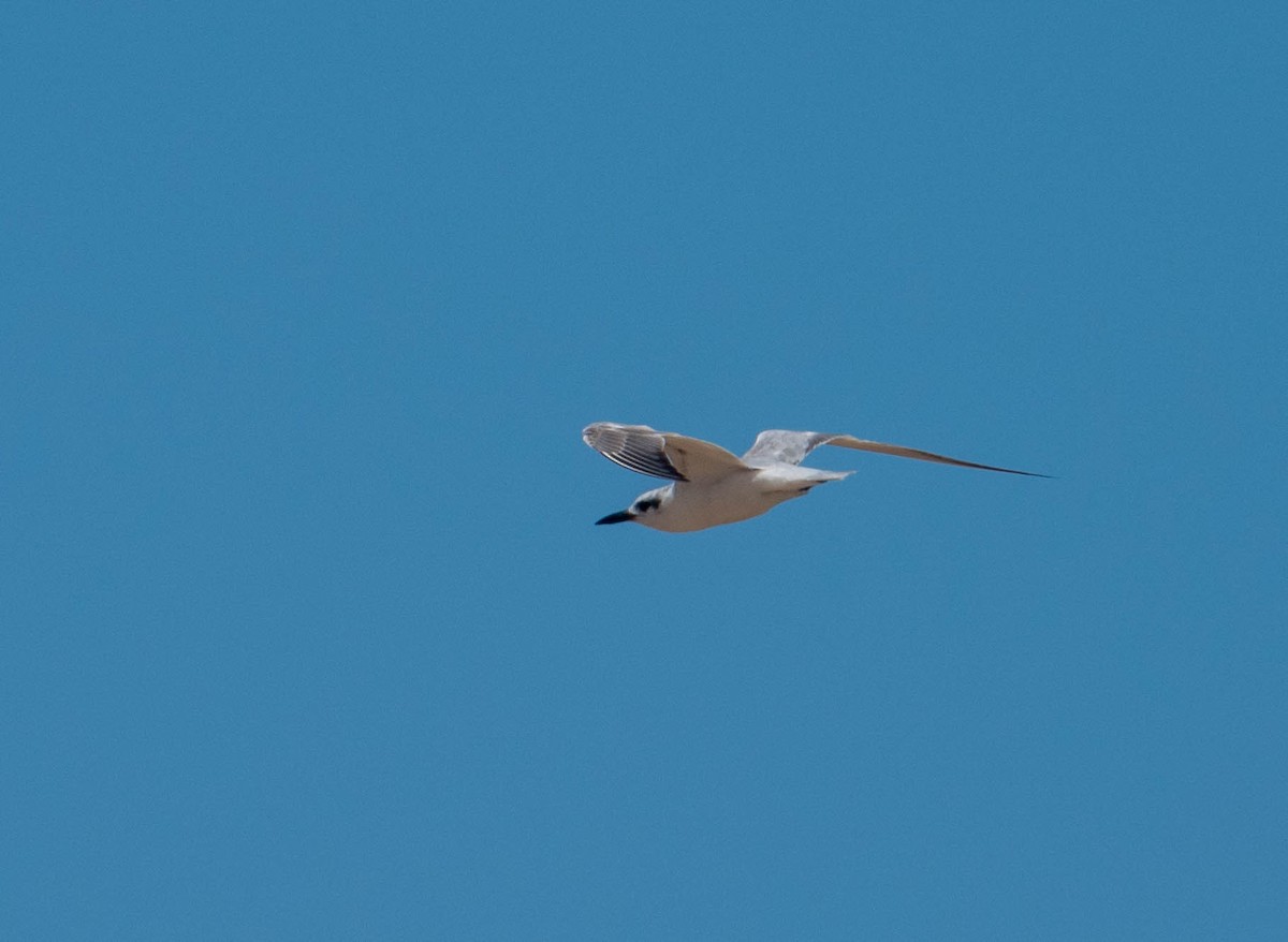 Lachseeschwalbe - ML646759449