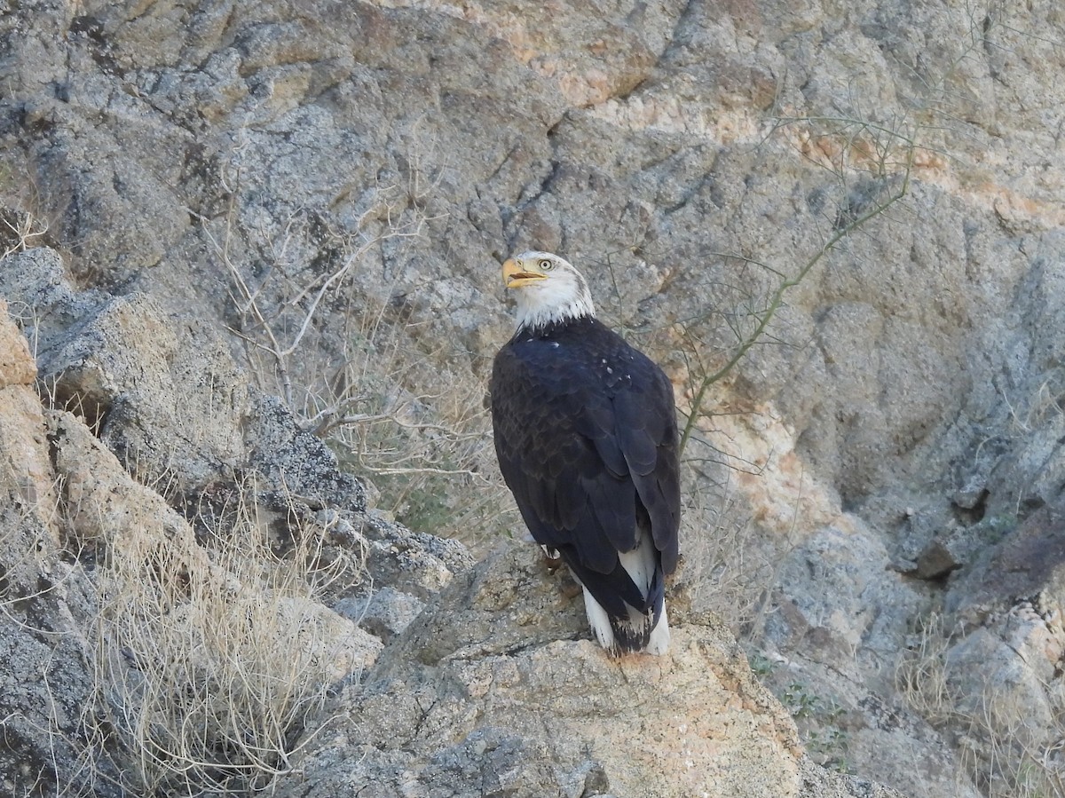 Bald Eagle - ML646759450