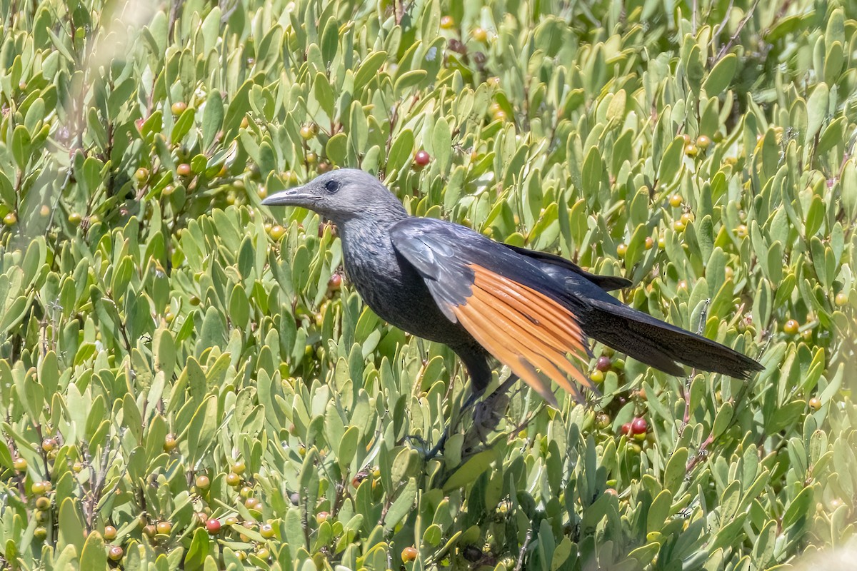 Rotschwingenstar - ML646759451