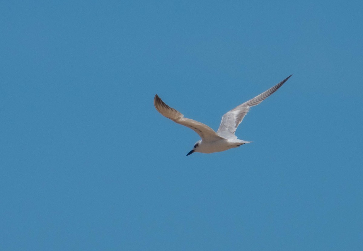 Lachseeschwalbe - ML646759452