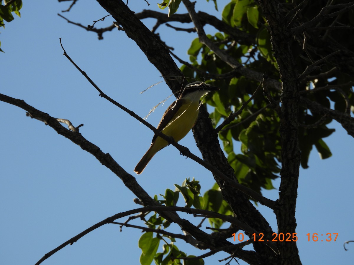 Great Kiskadee - ML646759453