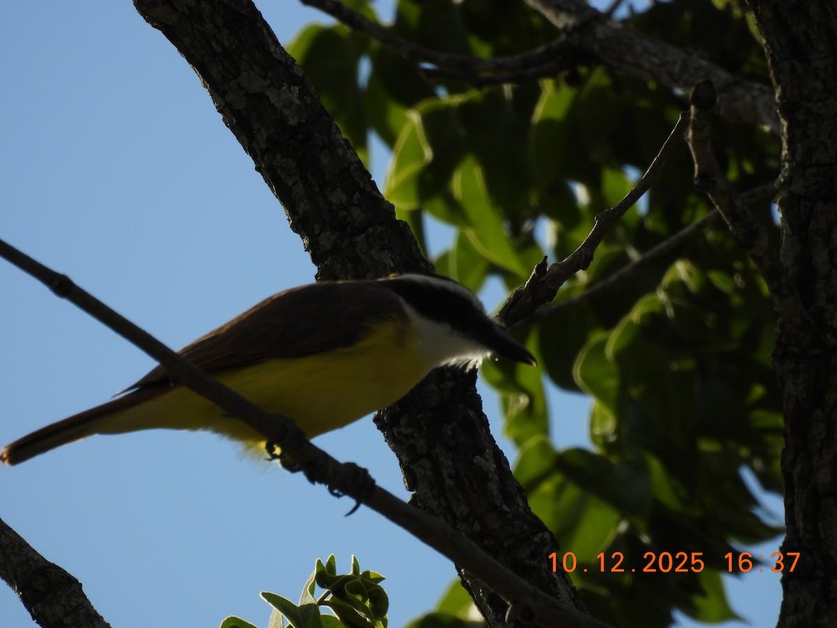 Great Kiskadee - ML646759454