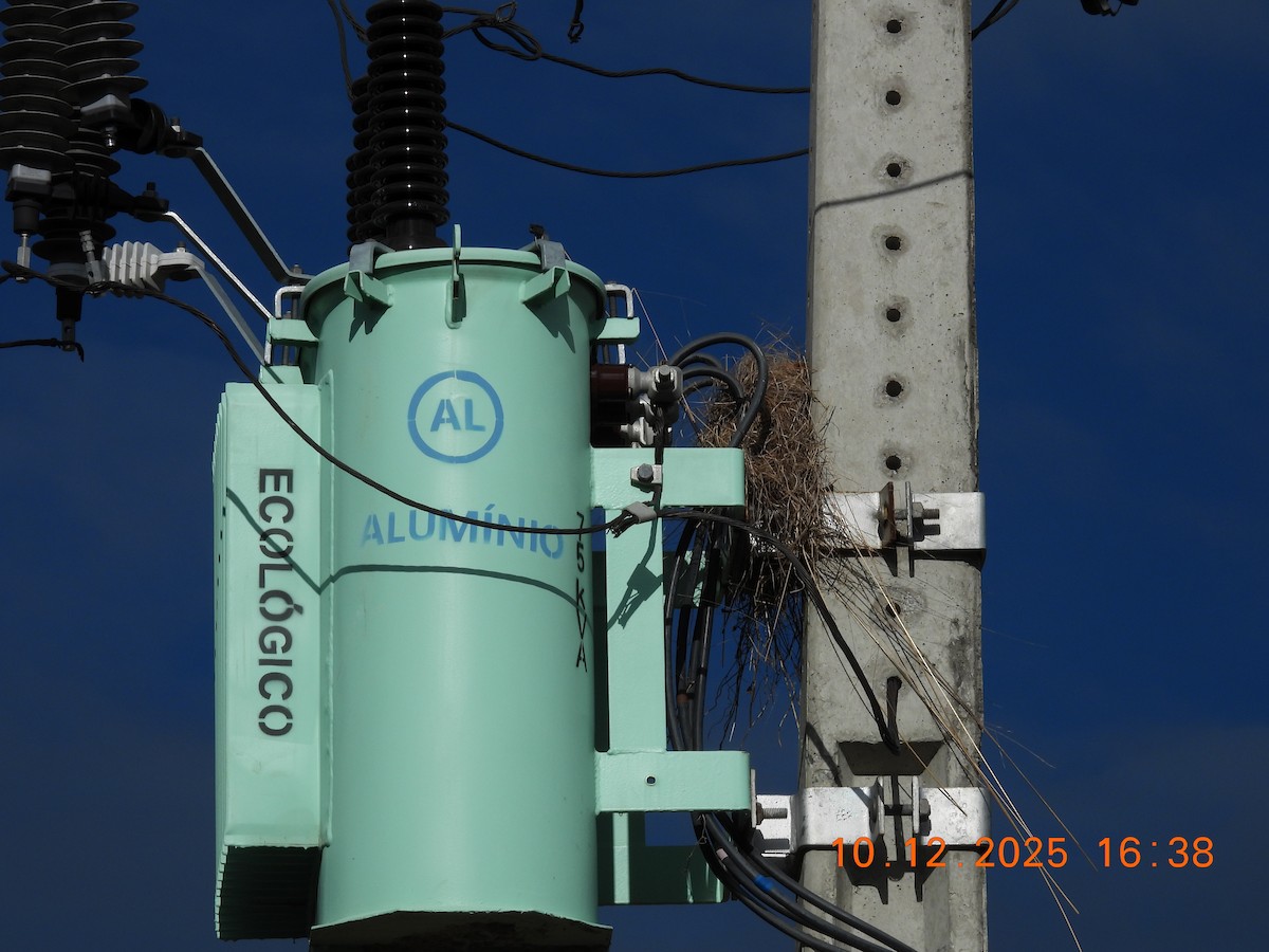 Great Kiskadee - ML646759455