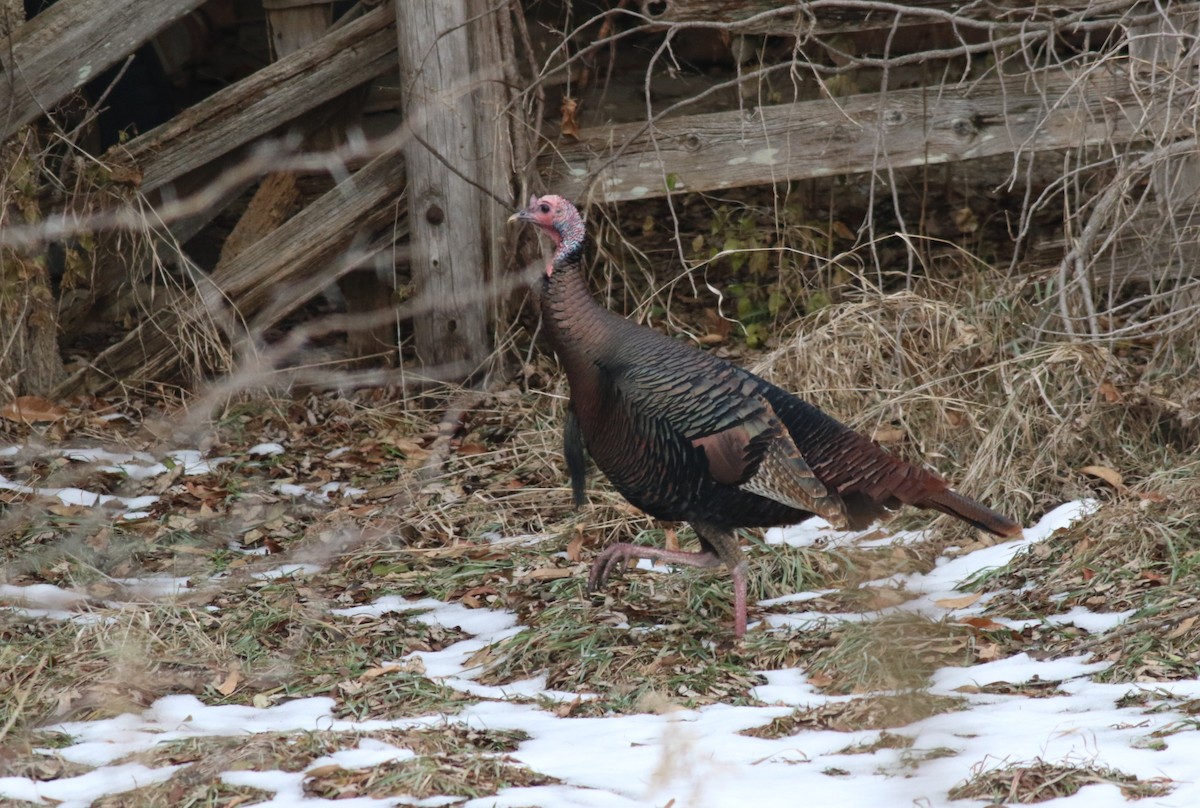 Wild Turkey - ML646759456