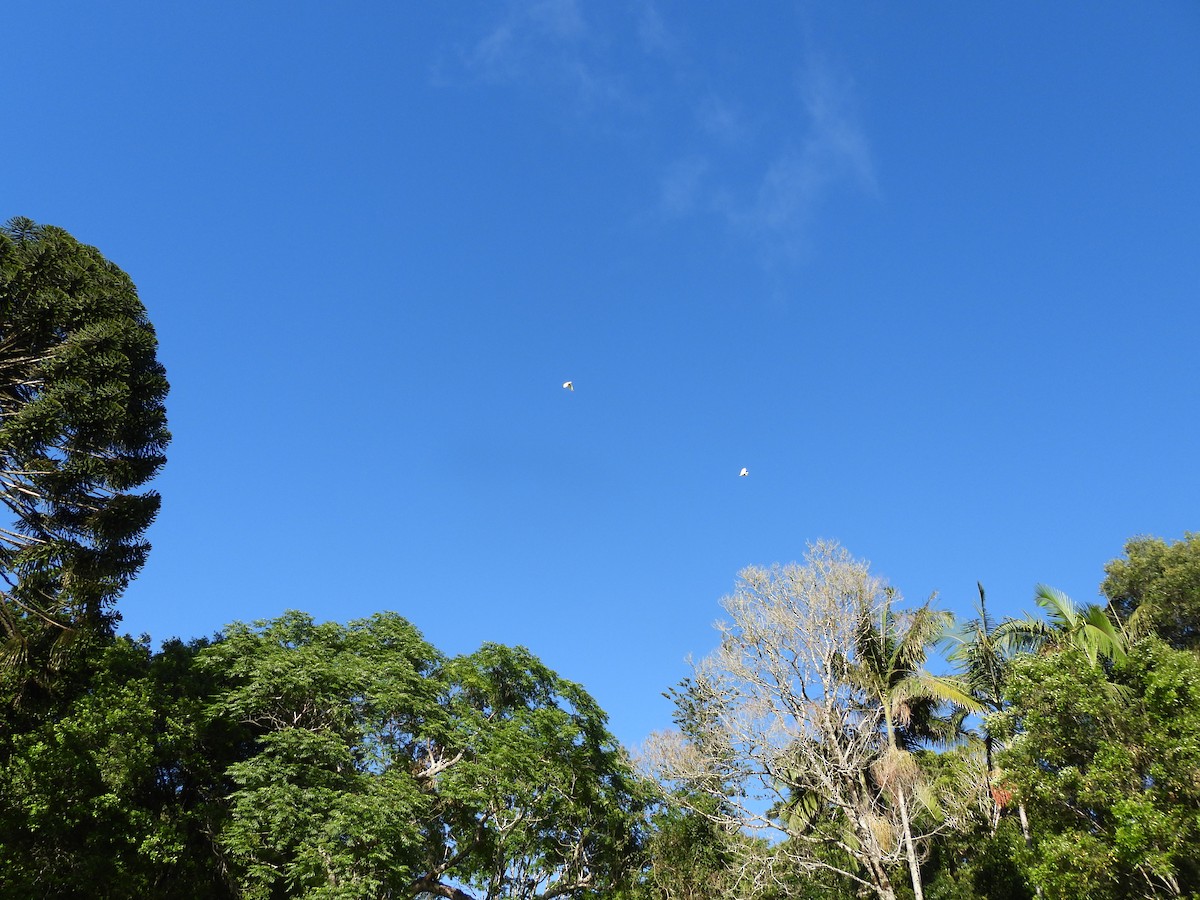 Sulphur-crested Cockatoo - ML646759457