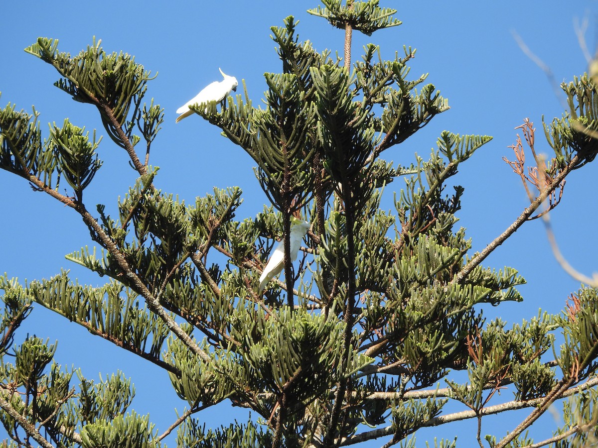 Sulphur-crested Cockatoo - ML646759458