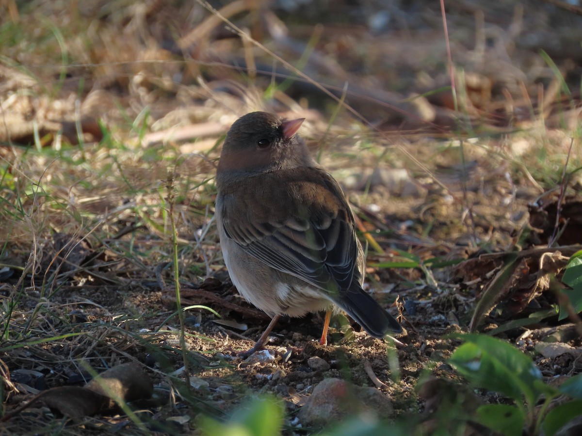 Dark-eyed Junco - ML646759459