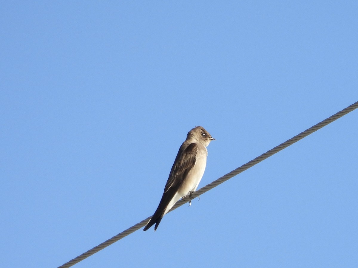 Northern Rough-winged Swallow - ML646759460