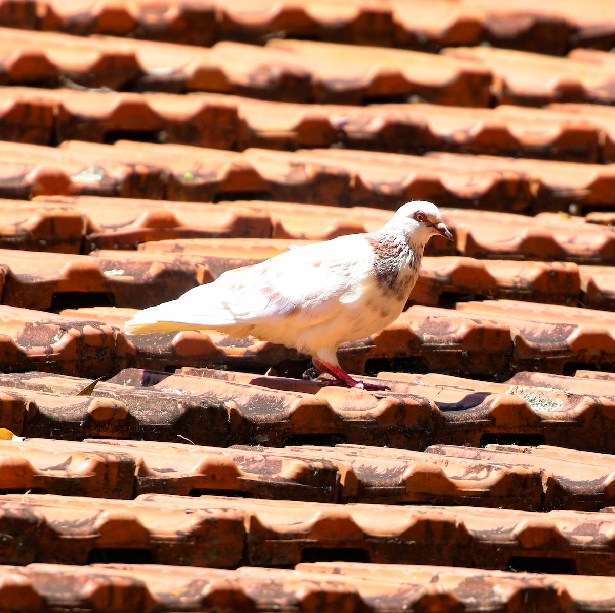 Rock Pigeon (Feral Pigeon) - ML646759461