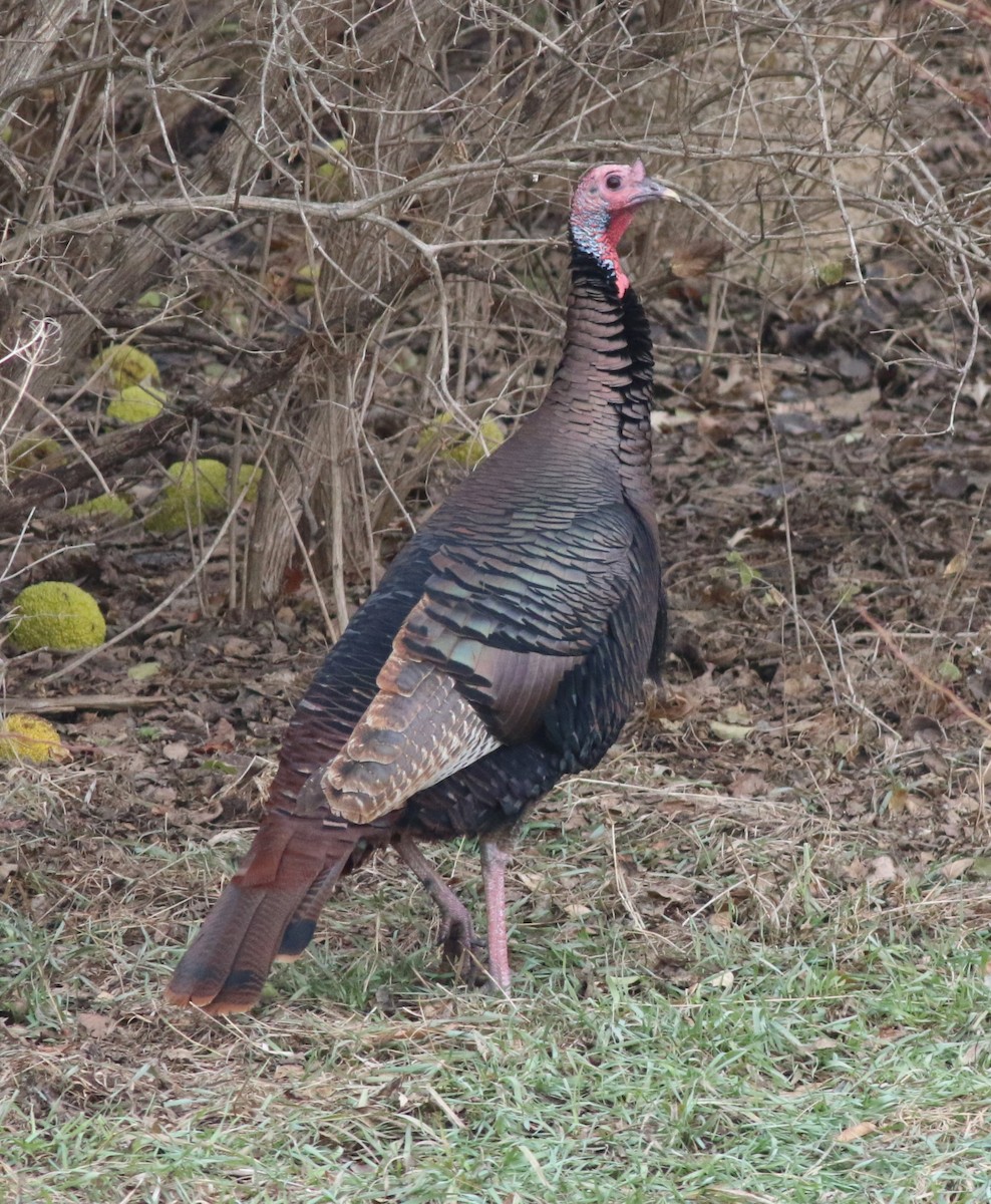Wild Turkey - ML646759462
