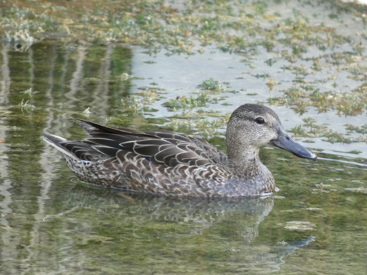 Blue-winged Teal - ML646759463