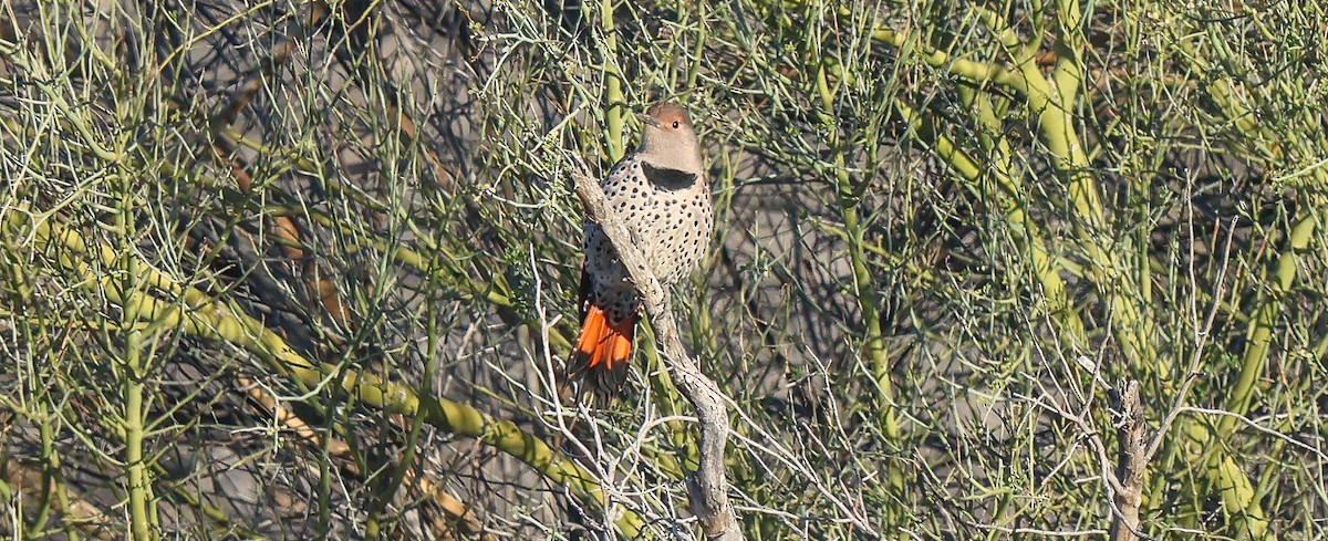 Шилоклювый дятел [группа cafer] - ML646759464