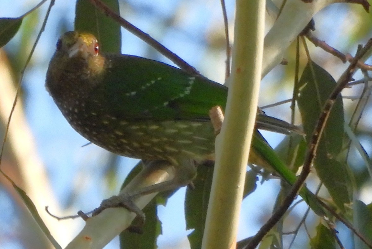 Green Catbird - ML646759466