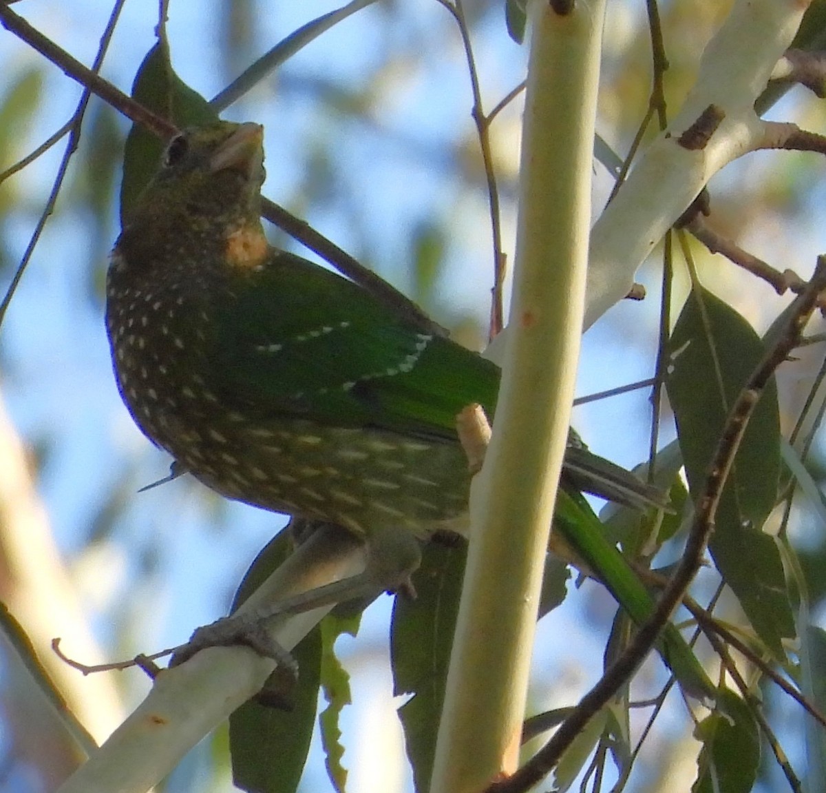 Green Catbird - ML646759467