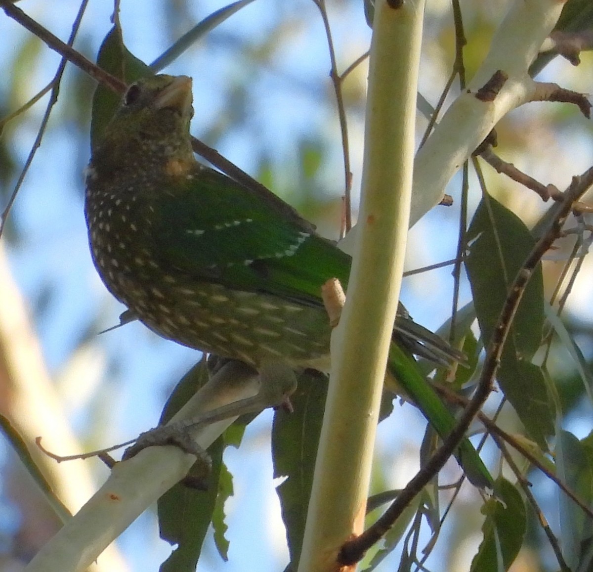 Green Catbird - ML646759468