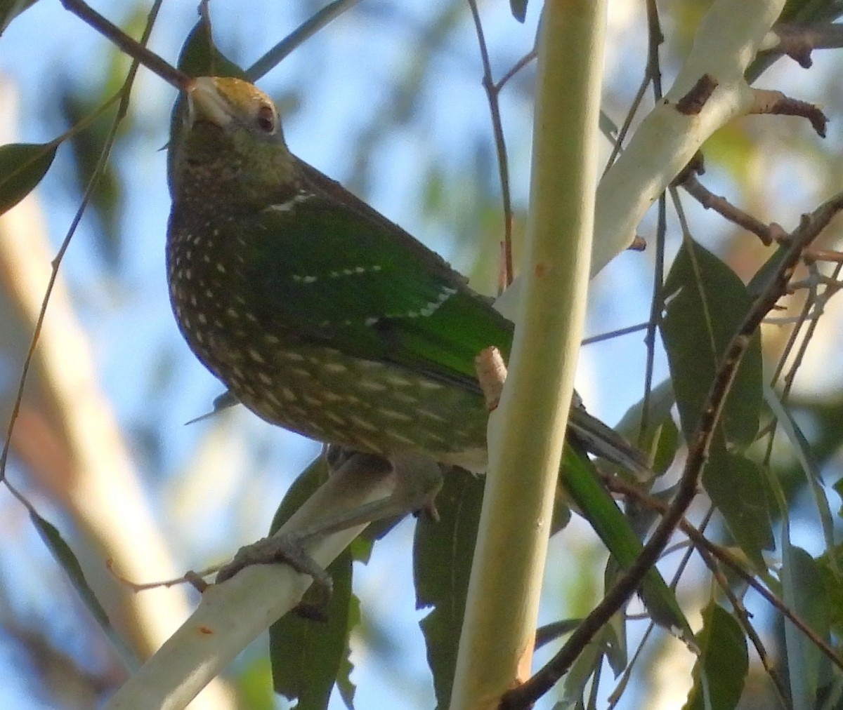 Green Catbird - ML646759469