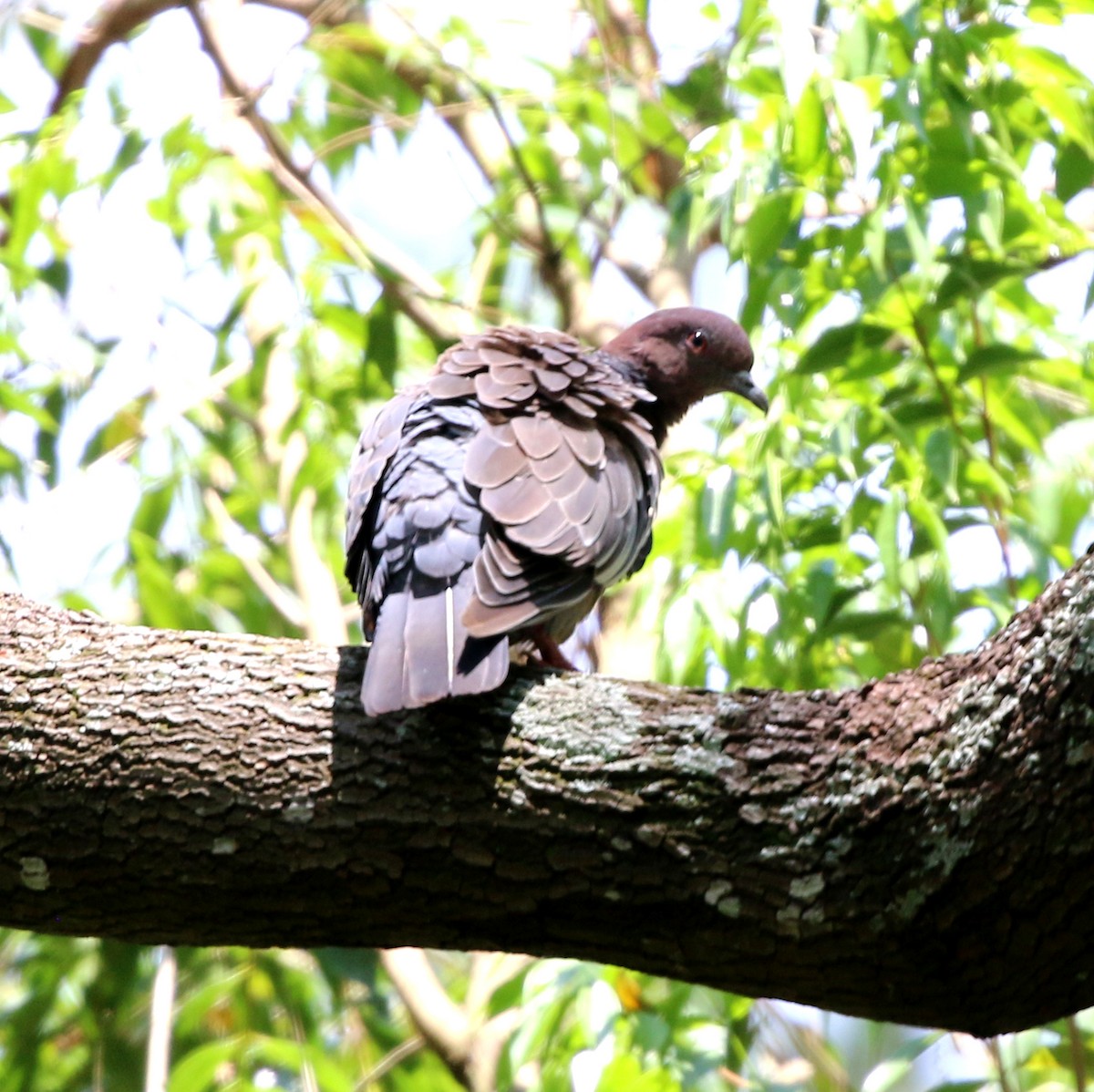 Picazuro Pigeon - ML646759471