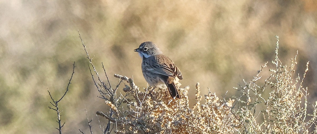 Полынная овсянка - ML646759474