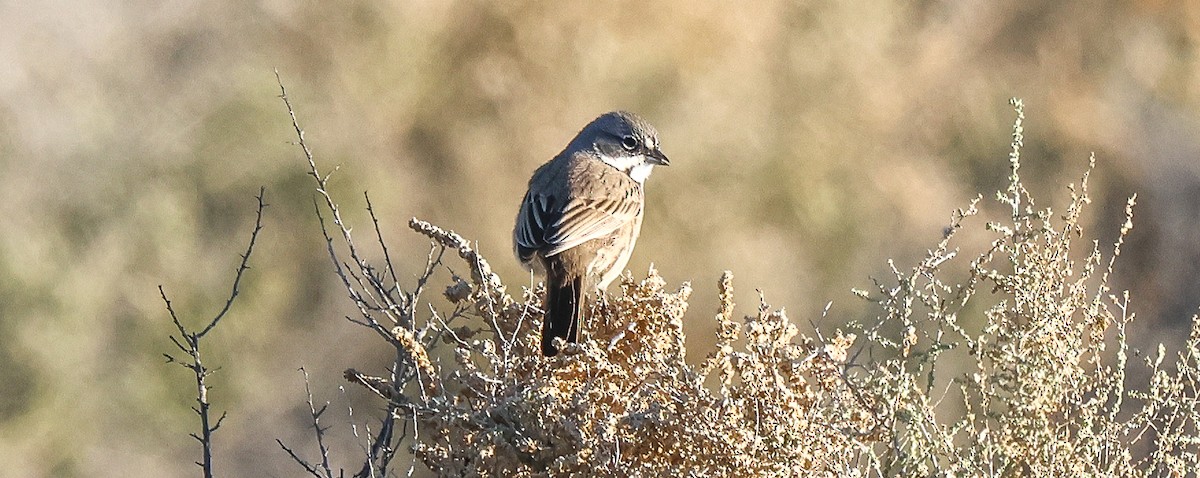 Полынная овсянка - ML646759477