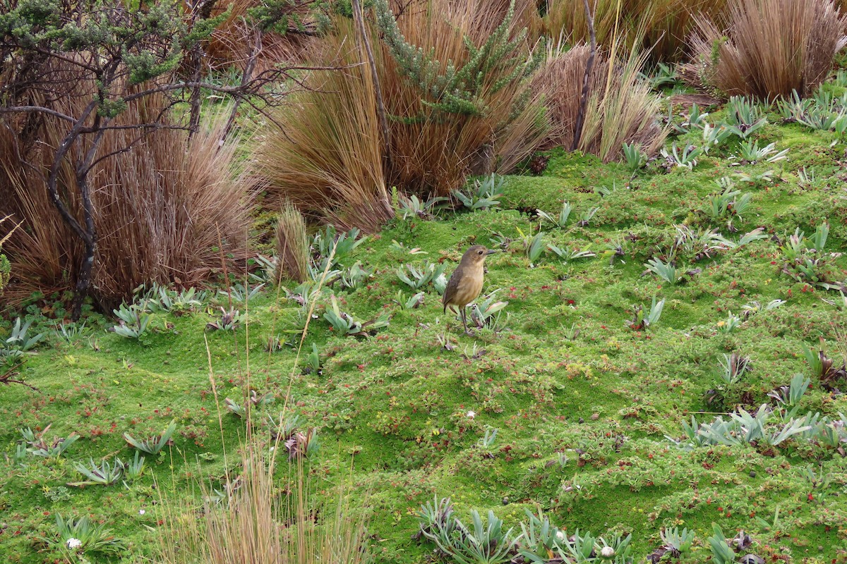 Tawny Antpitta - ML646759478