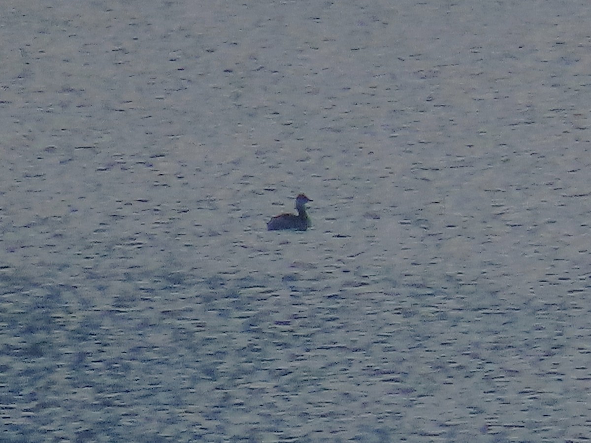 Horned Grebe - ML646759482