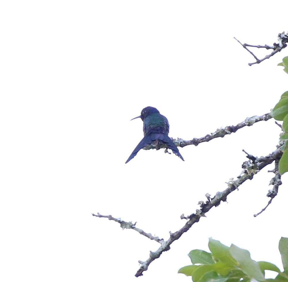 Swallow-tailed Hummingbird - ML646759483