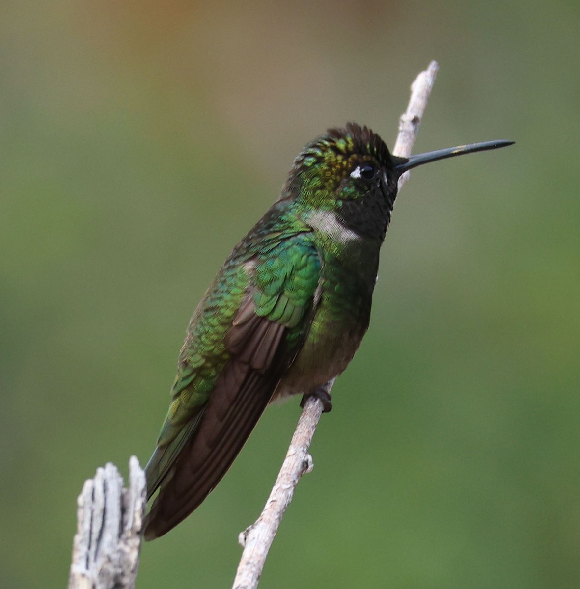 Rivoli's Hummingbird - ML646759484