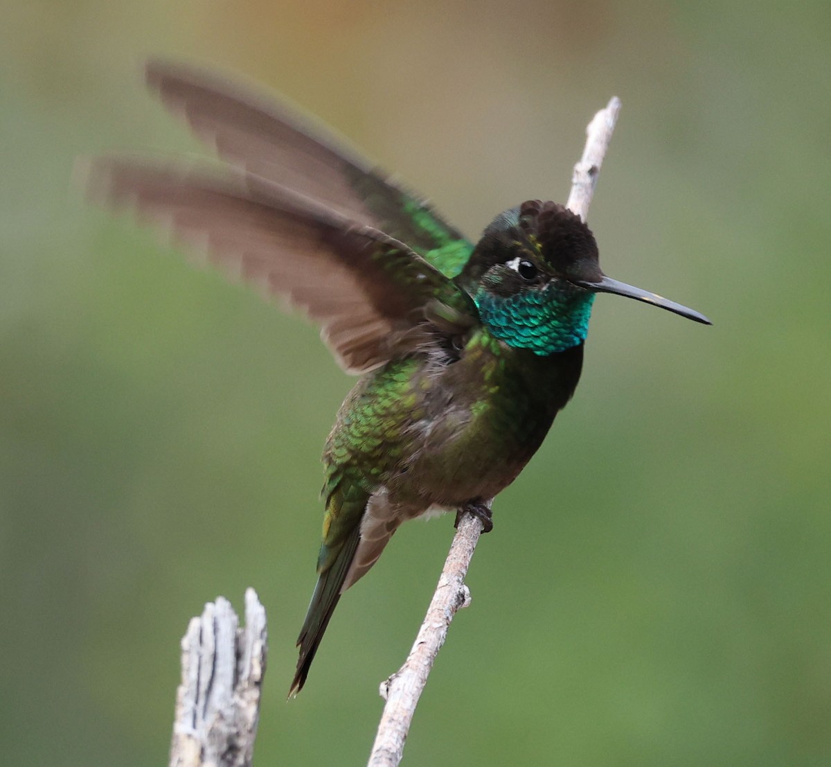 Rivoli's Hummingbird - ML646759485