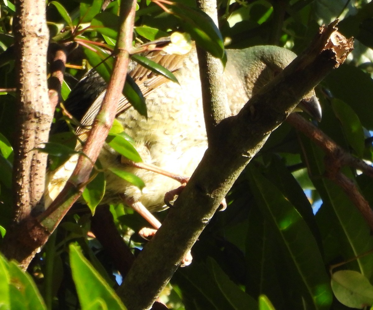 Satin Bowerbird - ML646759487