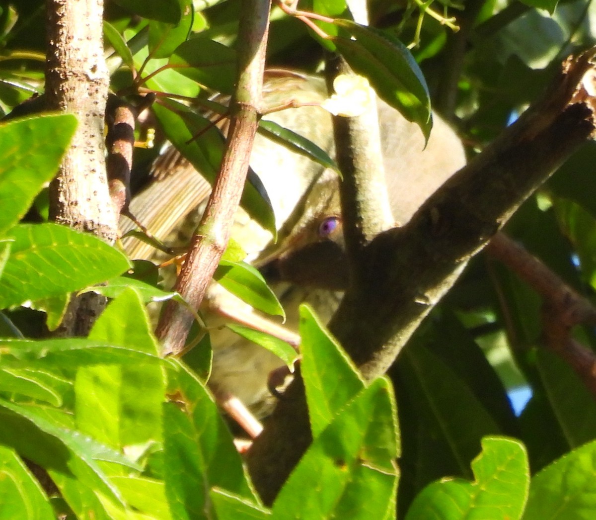 Satin Bowerbird - ML646759488