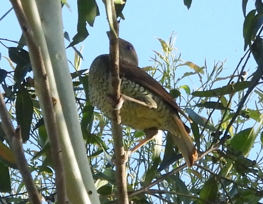 Satin Bowerbird - ML646759489
