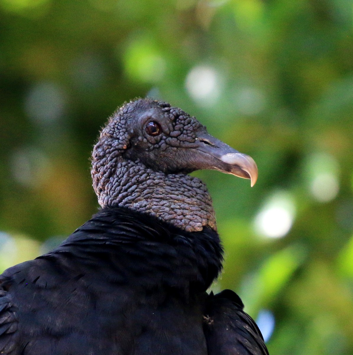 Катарта чорна - ML646759491