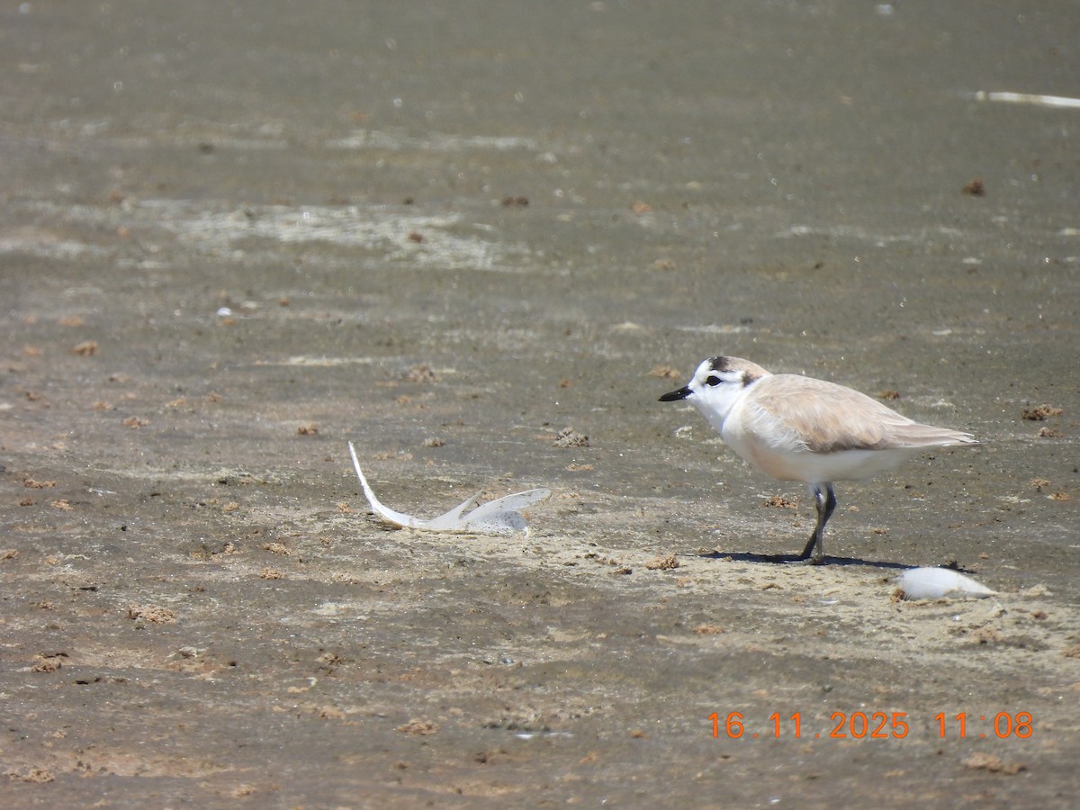 White-fronted Plover - ML646759503