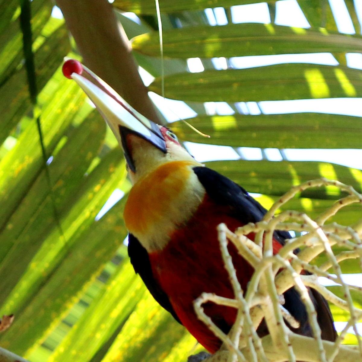 Red-breasted Toucan - ML646759505