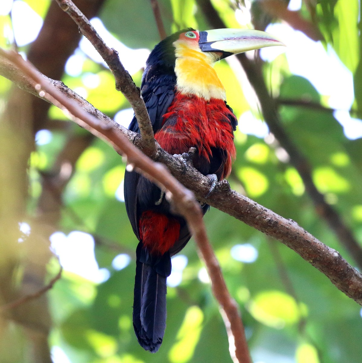 Red-breasted Toucan - ML646759506
