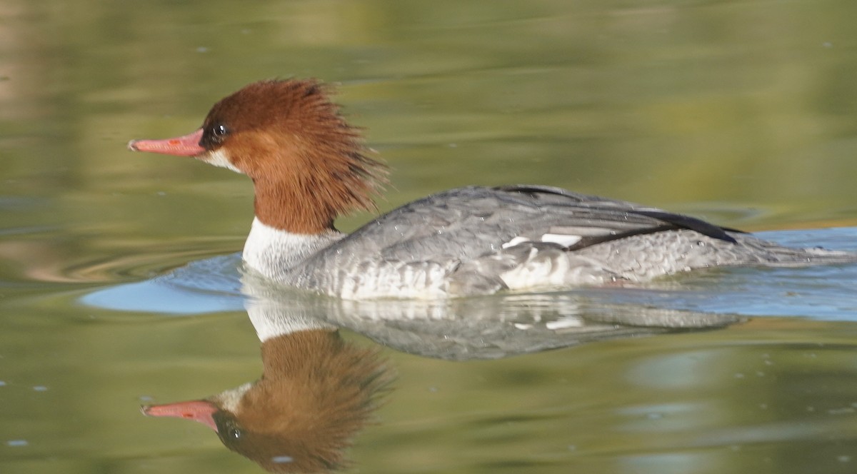 カワアイサ - ML646759509