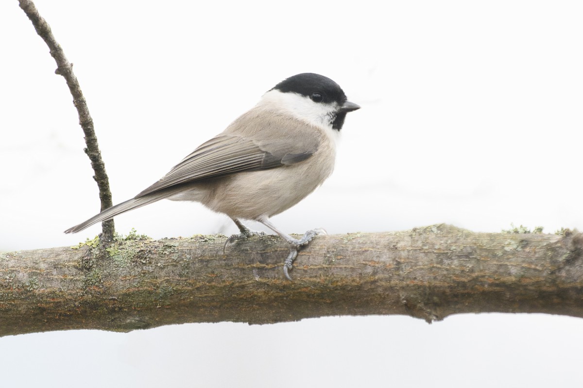 Гаїчка болотяна - ML646759511