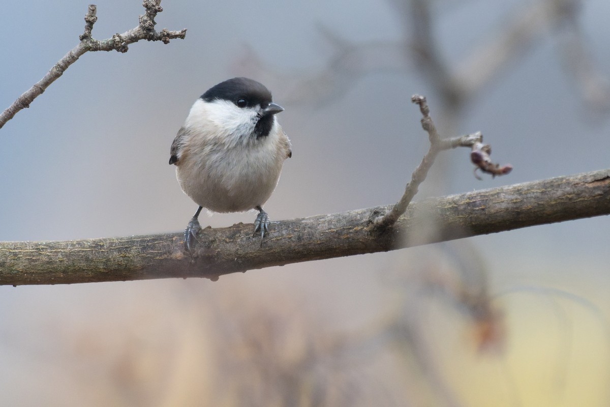 Гаїчка болотяна - ML646759512