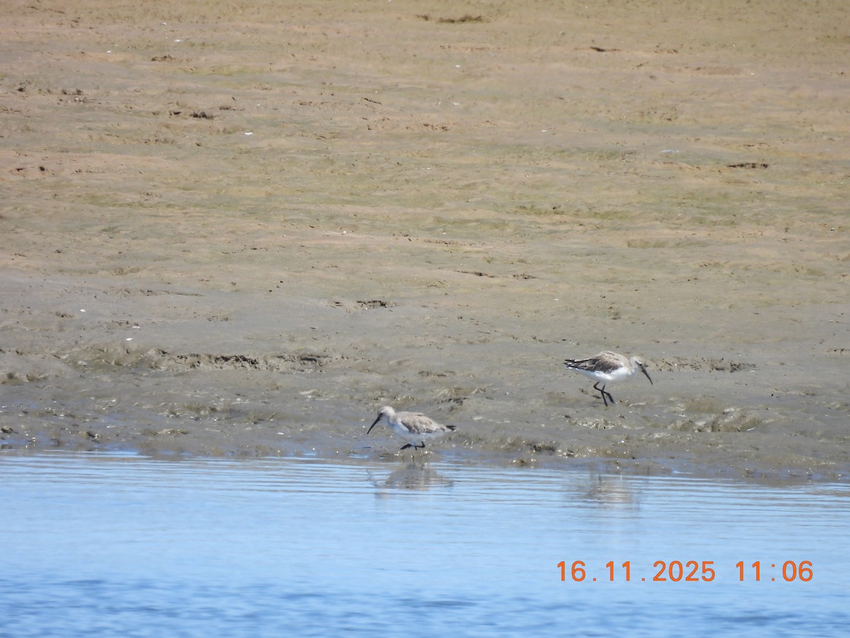 Curlew Sandpiper - ML646759513