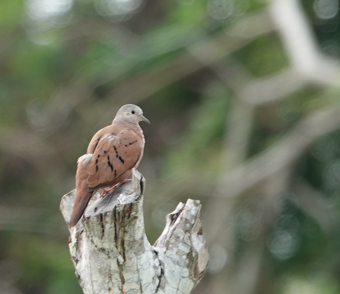 Ruddy Ground Dove - ML646759518