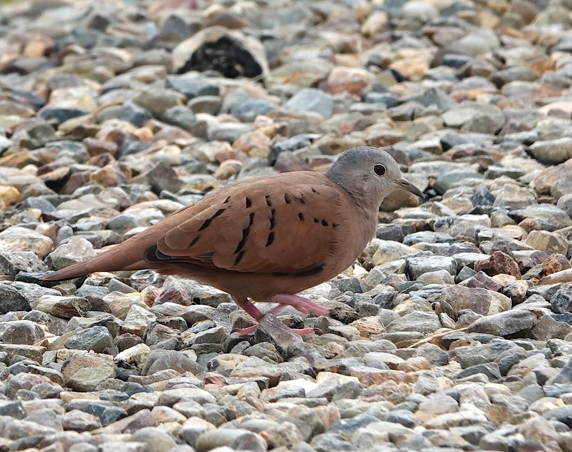 Ruddy Ground Dove - ML646759519