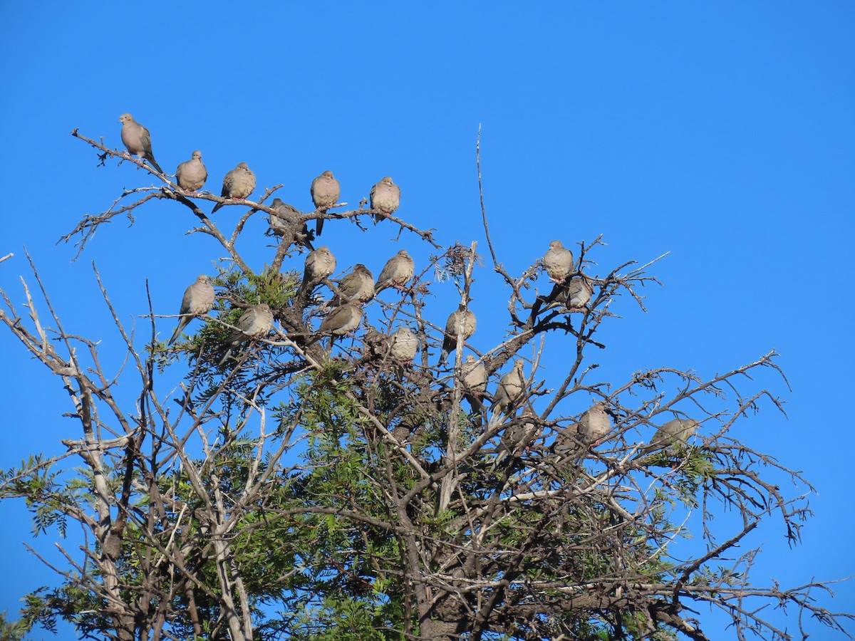 Mourning Dove - ML646759520
