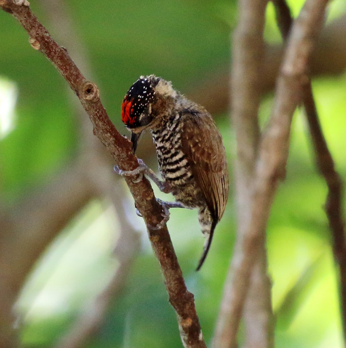 White-barred Piculet - ML646759521