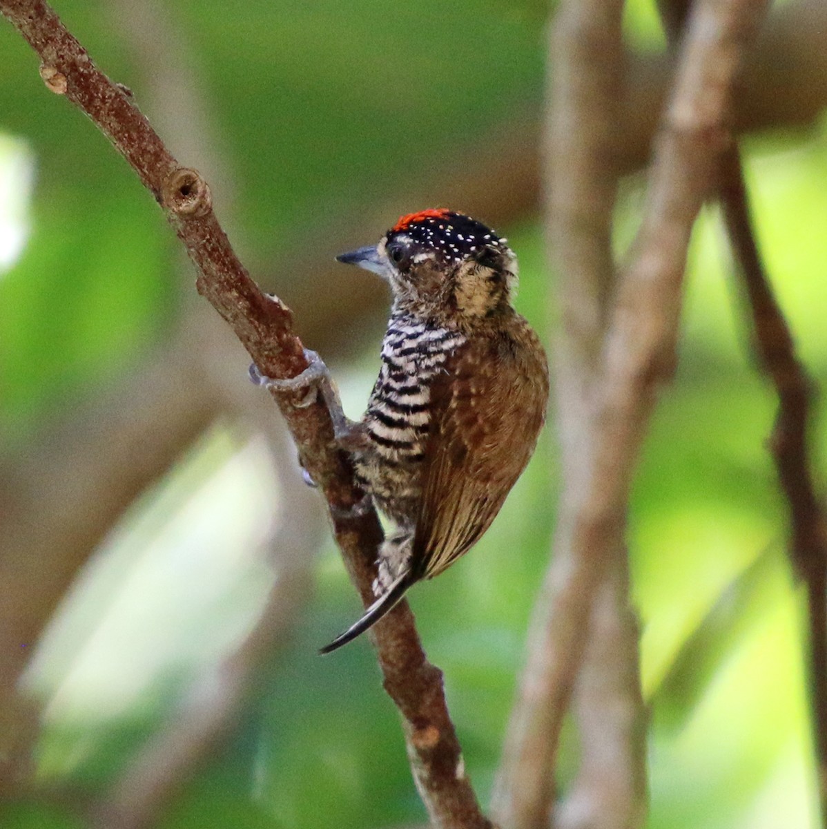 White-barred Piculet - ML646759522